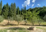 The nice house  in the countryside near  Todi for sale