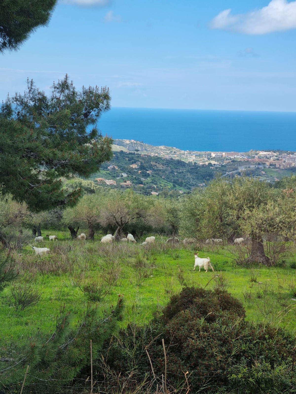 For Sale – Skyline 360 Estate – A Breathtaking Architect-Designed Retreat in Termini Imerese, Sicily