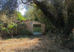 Exclusive 1-Hectare Olive Grove with 67 Mature Trees and Registered Field House – Ischia di Castro (Pianetto)