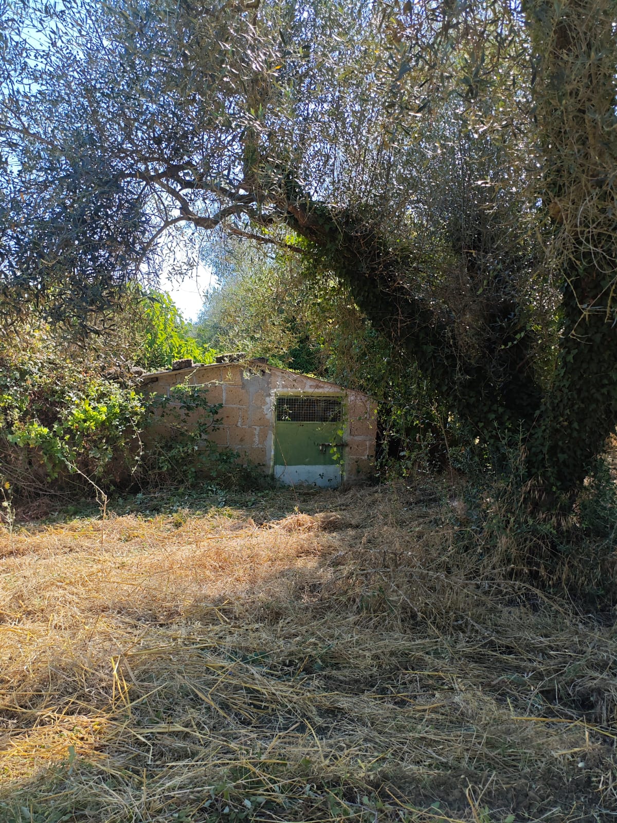 Exclusive 1-Hectare Olive Grove with 67 Mature Trees and Registered Field House – Ischia di Castro (Pianetto)
