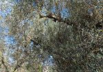 Exclusive 1-Hectare Olive Grove with 67 Mature Trees and Registered Field House – Ischia di Castro (Pianetto)