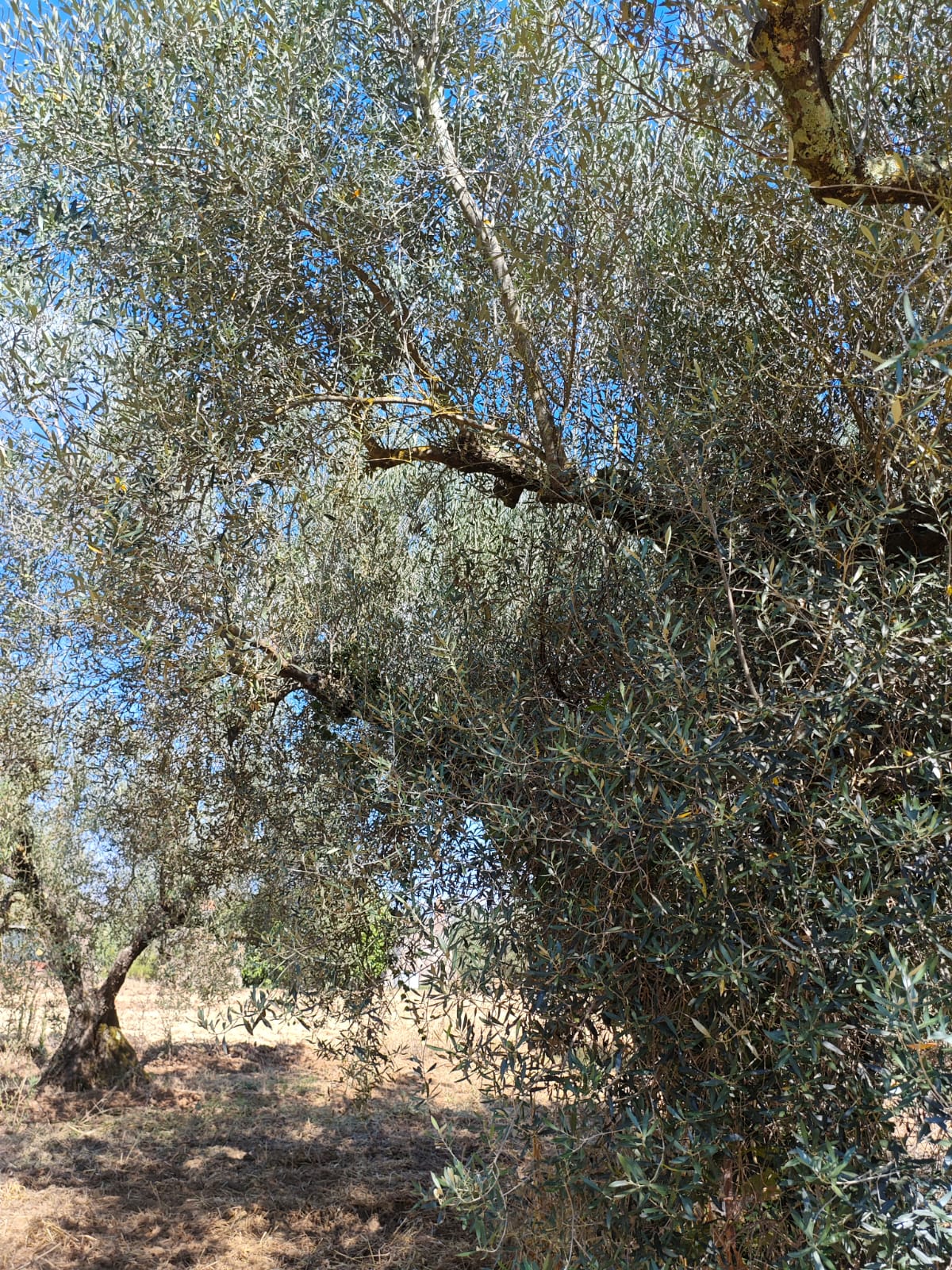 Exclusive 1-Hectare Olive Grove with 67 Mature Trees and Registered Field House – Ischia di Castro (Pianetto)