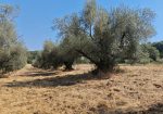 Exclusive 1-Hectare Olive Grove with 67 Mature Trees and Registered Field House – Ischia di Castro (Pianetto)