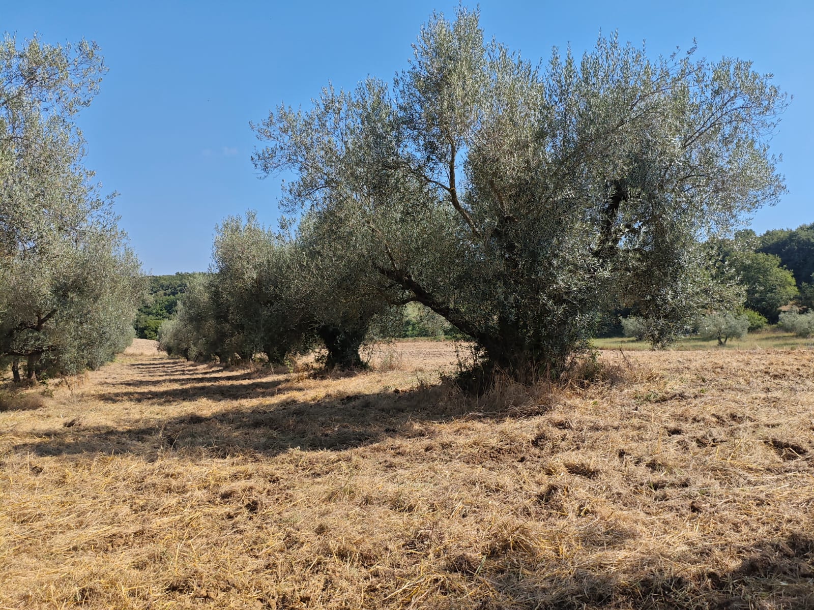 Exclusive 1-Hectare Olive Grove with 67 Mature Trees and Registered Field House – Ischia di Castro (Pianetto)