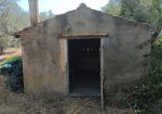 Exclusive 1-Hectare Olive Grove with 67 Mature Trees and Registered Field House – Ischia di Castro (Pianetto)