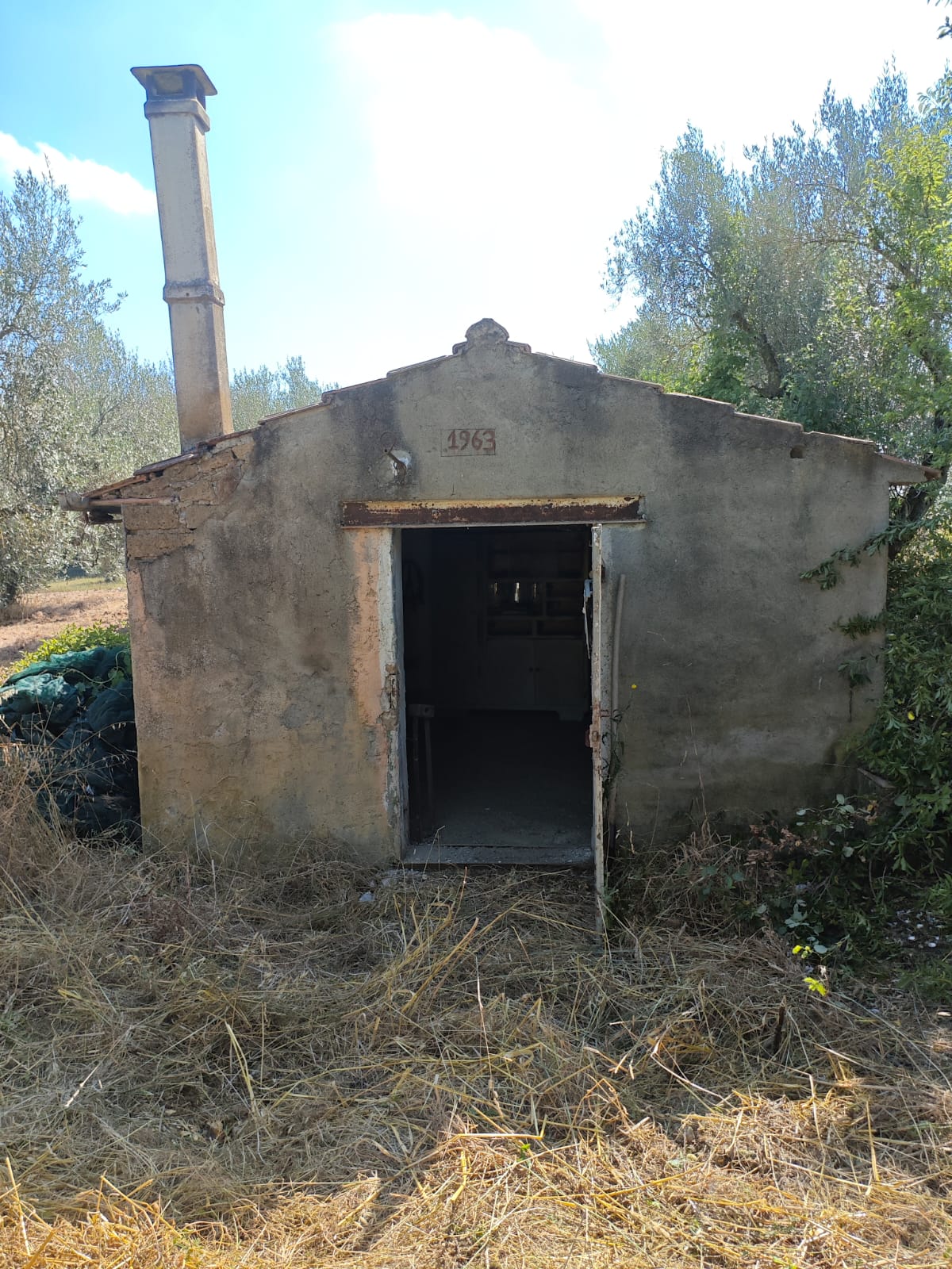 Exclusive 1-Hectare Olive Grove with 67 Mature Trees and Registered Field House – Ischia di Castro (Pianetto)