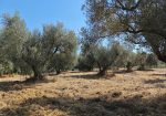 Exclusive 1-Hectare Olive Grove with 67 Mature Trees and Registered Field House – Ischia di Castro (Pianetto)