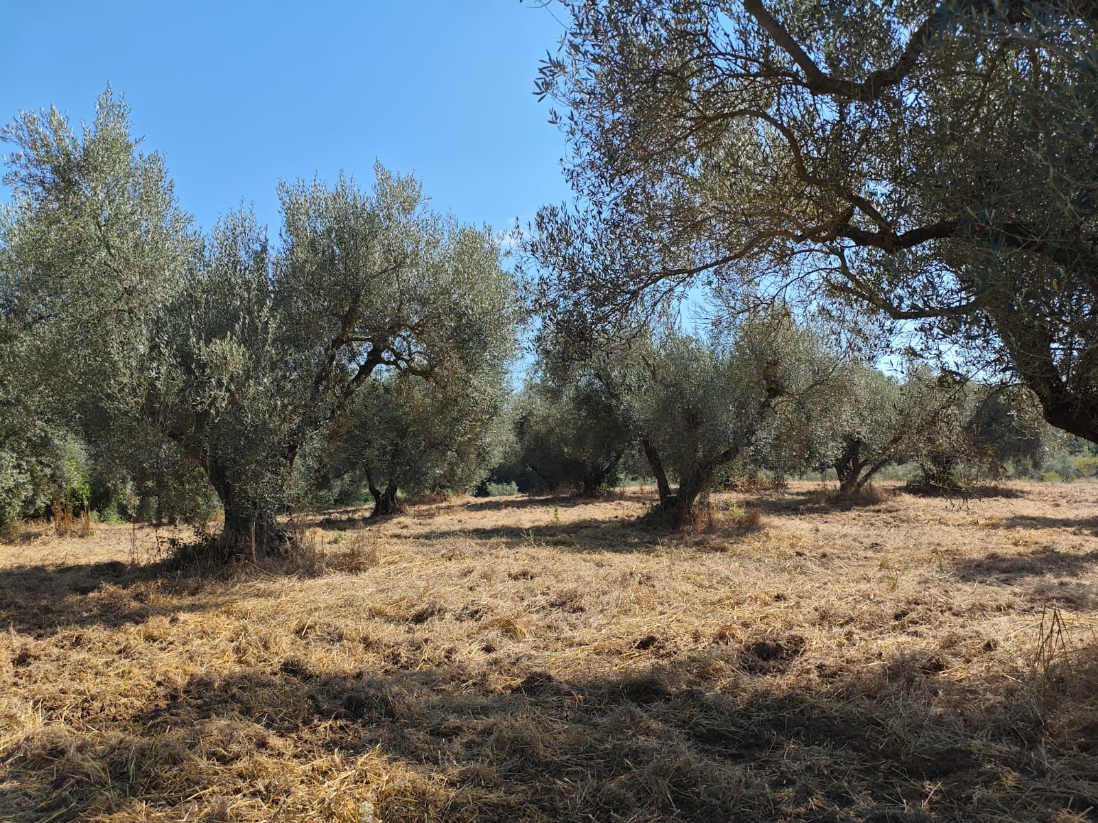 Exclusive 1-Hectare Olive Grove with 67 Mature Trees and Registered Field House – Ischia di Castro (Pianetto)