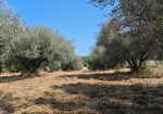 Exclusive 1-Hectare Olive Grove with 67 Mature Trees and Registered Field House – Ischia di Castro (Pianetto)