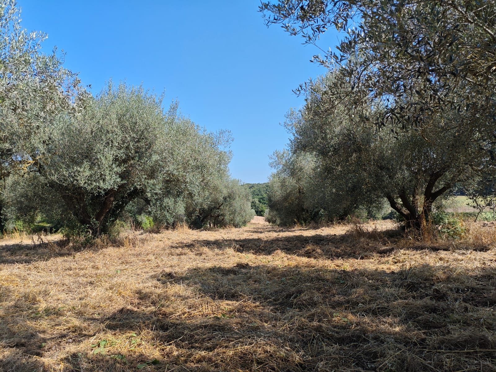 Exclusive 1-Hectare Olive Grove with 67 Mature Trees and Registered Field House – Ischia di Castro (Pianetto)