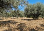 Exclusive 1-Hectare Olive Grove with 67 Mature Trees and Registered Field House – Ischia di Castro (Pianetto)