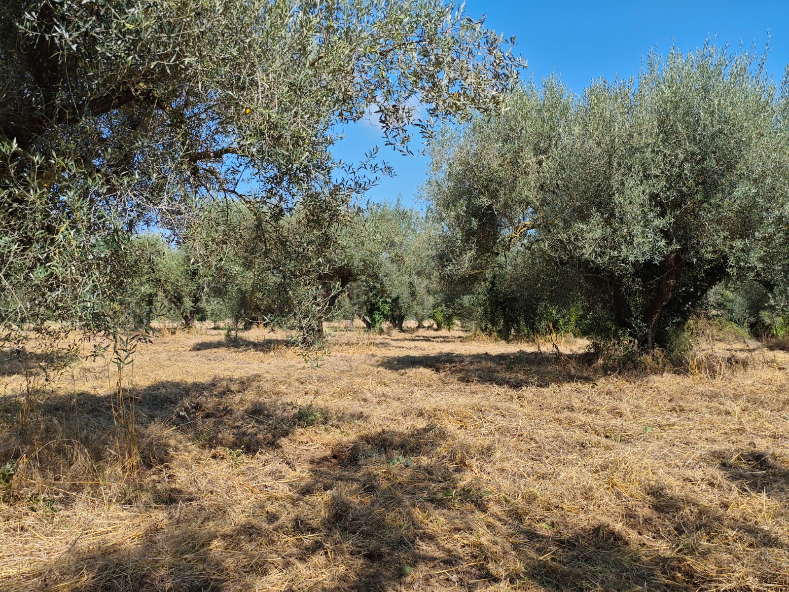 Exclusive 1-Hectare Olive Grove with 67 Mature Trees and Registered Field House – Ischia di Castro (Pianetto)