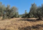 Exclusive 1-Hectare Olive Grove with 67 Mature Trees and Registered Field House – Ischia di Castro (Pianetto)