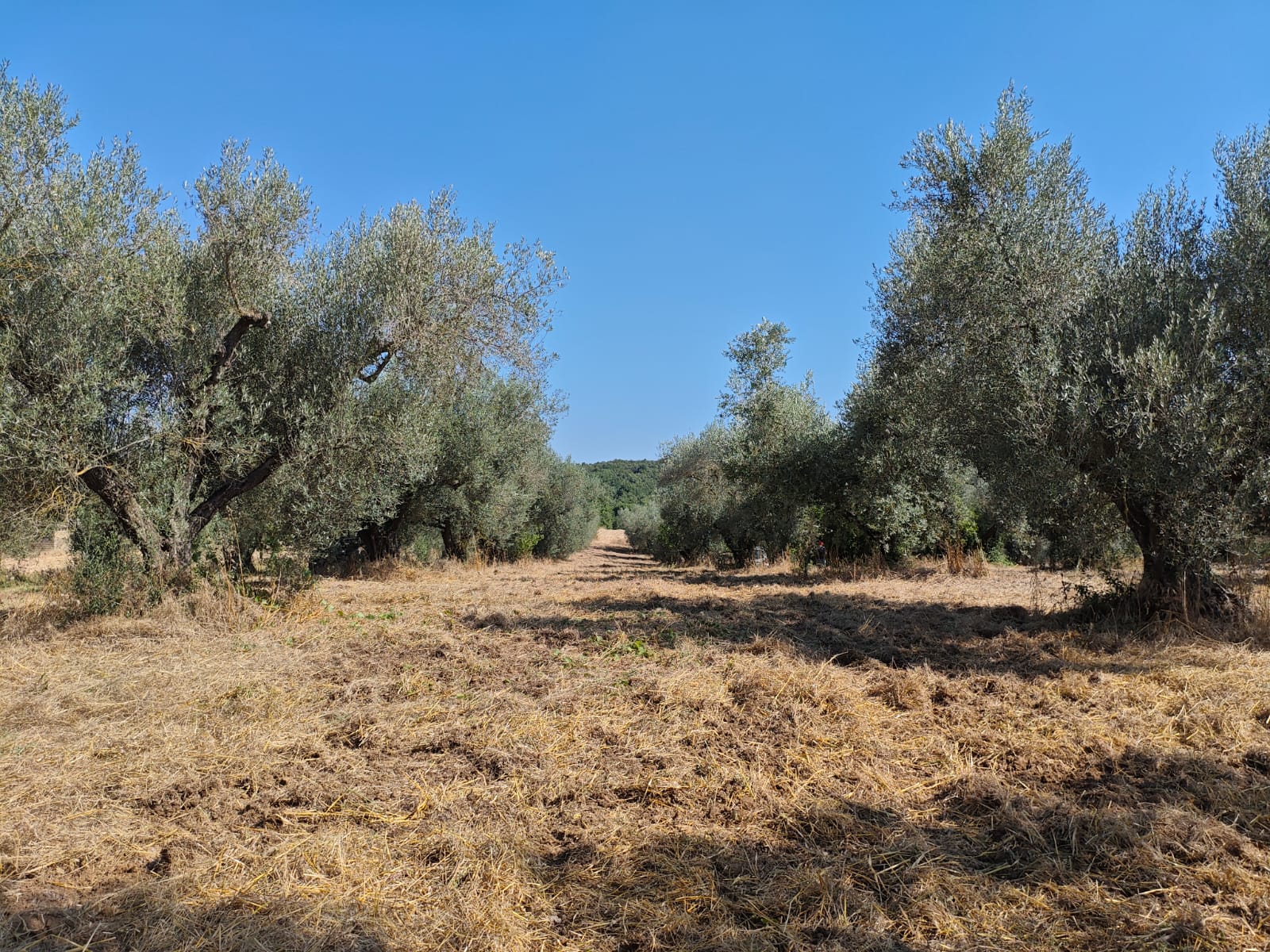 Exclusive 1-Hectare Olive Grove with 67 Mature Trees and Registered Field House – Ischia di Castro (Pianetto)