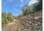 Aquila d’Arroscia (IM) – Productive Olive Grove with Over 450 Trees