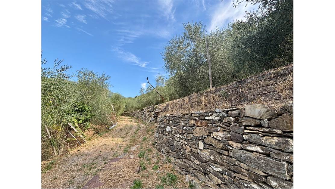 Aquila d’Arroscia (IM) – Productive Olive Grove with Over 450 Trees