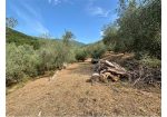 Aquila d’Arroscia (IM) – Productive Olive Grove with Over 450 Trees