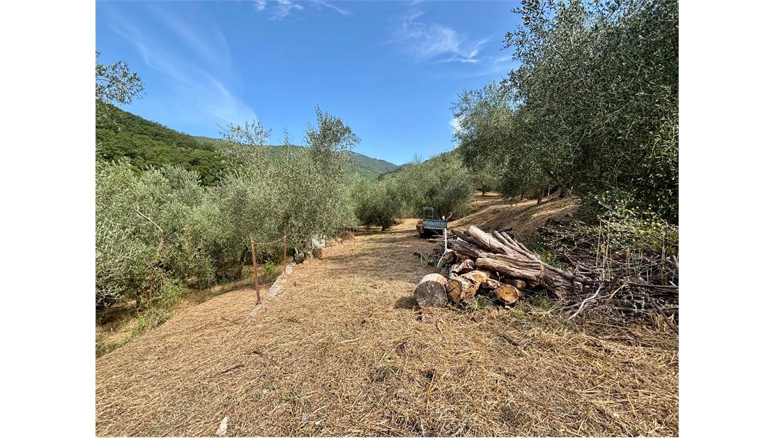 Aquila d’Arroscia (IM) – Productive Olive Grove with Over 450 Trees