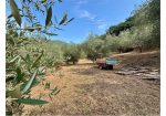 Aquila d’Arroscia (IM) – Productive Olive Grove with Over 450 Trees
