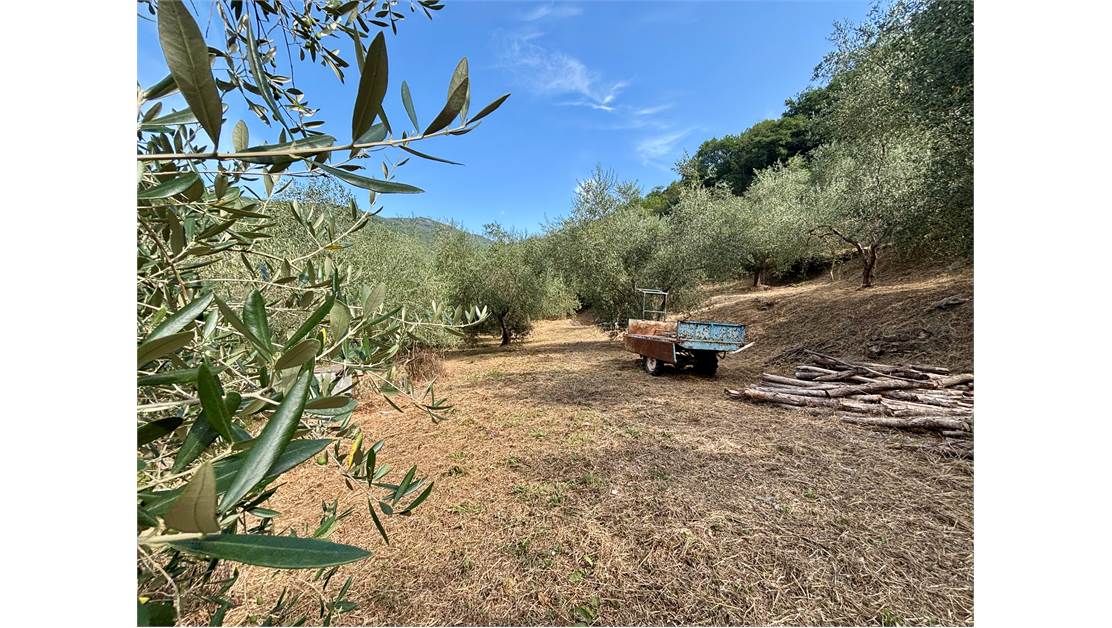 Aquila d’Arroscia (IM) – Productive Olive Grove with Over 450 Trees