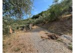Aquila d’Arroscia (IM) – Productive Olive Grove with Over 450 Trees