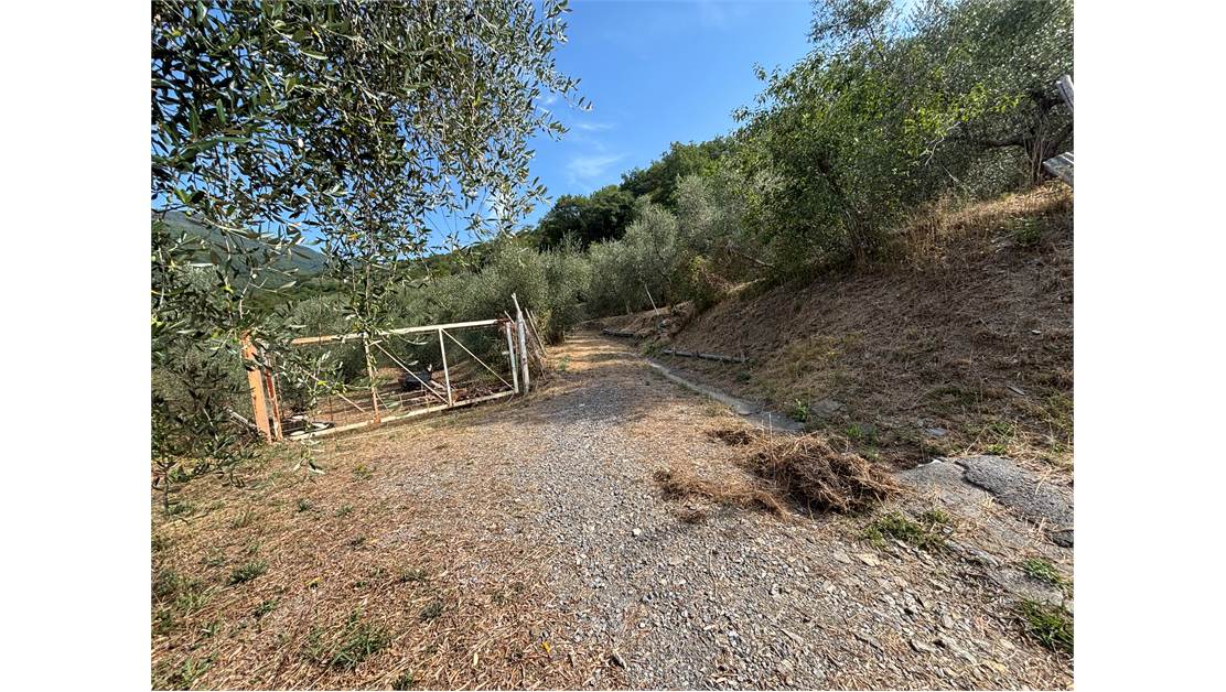 Aquila d’Arroscia (IM) – Productive Olive Grove with Over 450 Trees