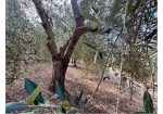 Aquila d’Arroscia (IM) – Productive Olive Grove with Over 450 Trees