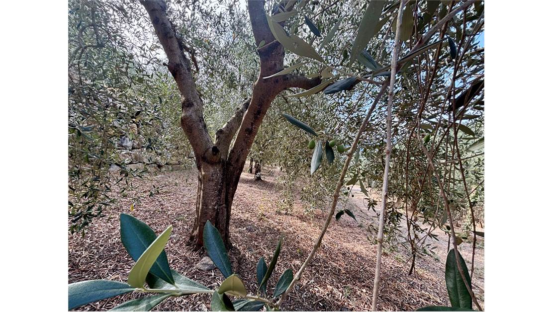 Aquila d’Arroscia (IM) – Productive Olive Grove with Over 450 Trees