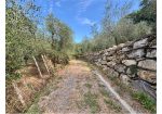 Aquila d’Arroscia (IM) – Productive Olive Grove with Over 450 Trees