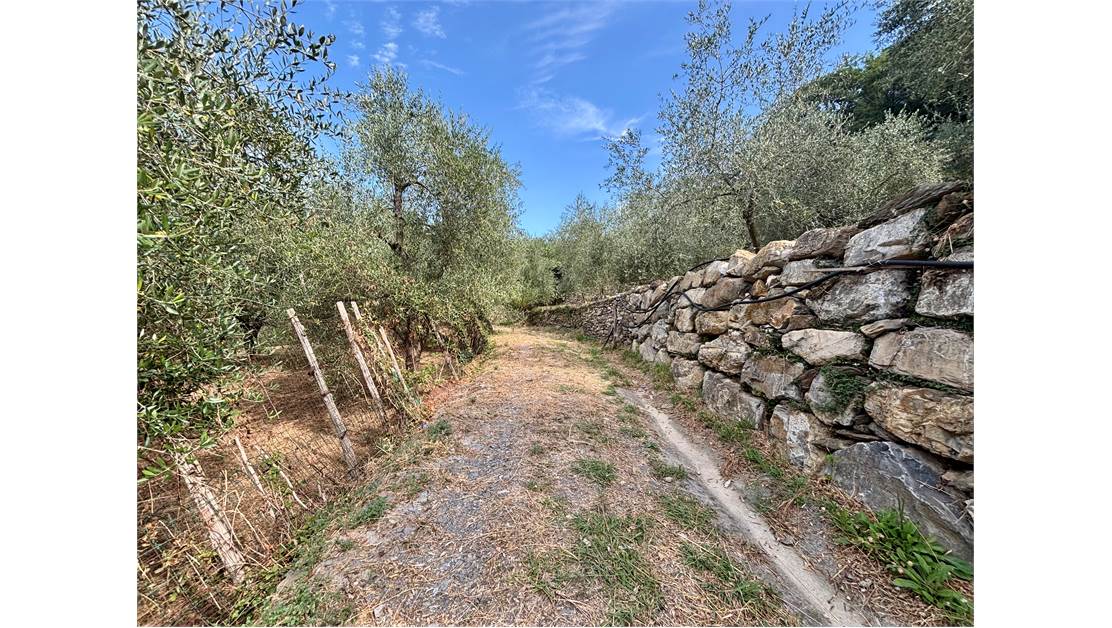 Aquila d’Arroscia (IM) – Productive Olive Grove with Over 450 Trees