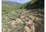 Aquila d’Arroscia (IM) – Productive Olive Grove with Over 450 Trees