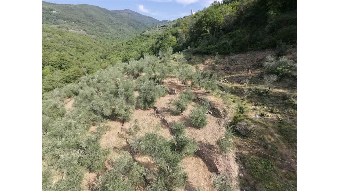 Aquila d’Arroscia (IM) – Productive Olive Grove with Over 450 Trees
