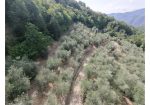 Aquila d’Arroscia (IM) – Productive Olive Grove with Over 450 Trees