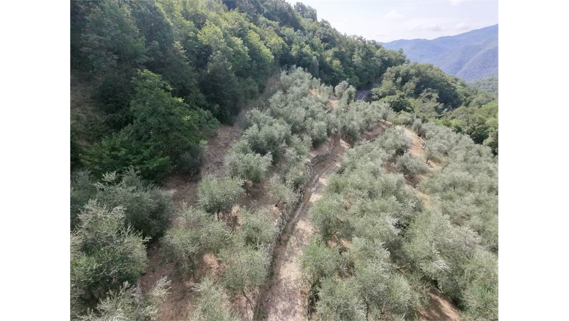 Aquila d’Arroscia (IM) – Productive Olive Grove with Over 450 Trees