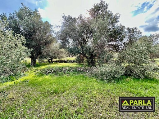 Sea-View Estate with Olive Grove, Messina