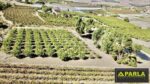 Farm Estate in Canicattì – EUR 380,000