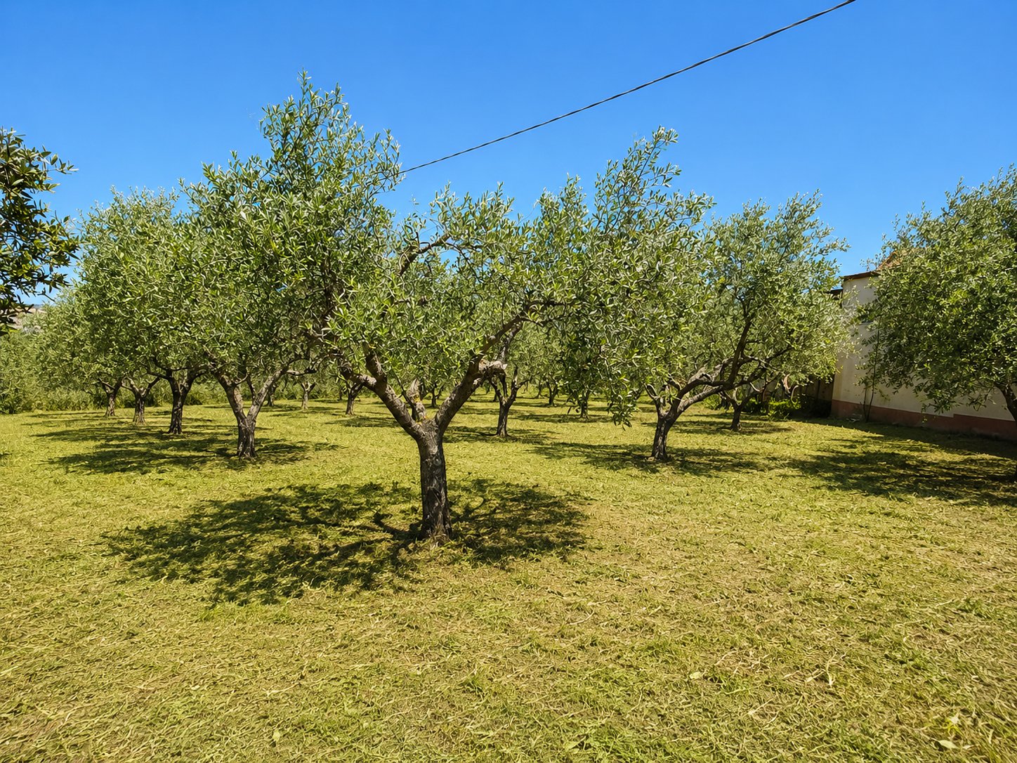 Olive Mill in Caltanissetta – EUR 600,000