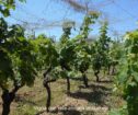 Villa in Modica – EUR 490,000